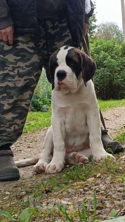 Собаки в Волосовом: Щенок сенбернара Мальчик, Бесплатно - фото 3