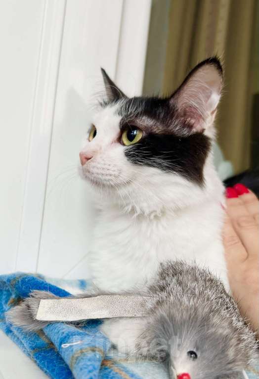 Кошки в Москве: Котенок Лаплас в добрые руки  Мальчик, Бесплатно - фото 4