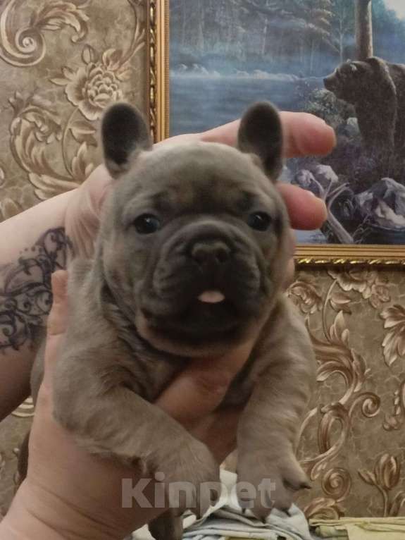 Собаки в Челябинске: Французский бульдог  Мальчик, 35 000 руб. - фото 8