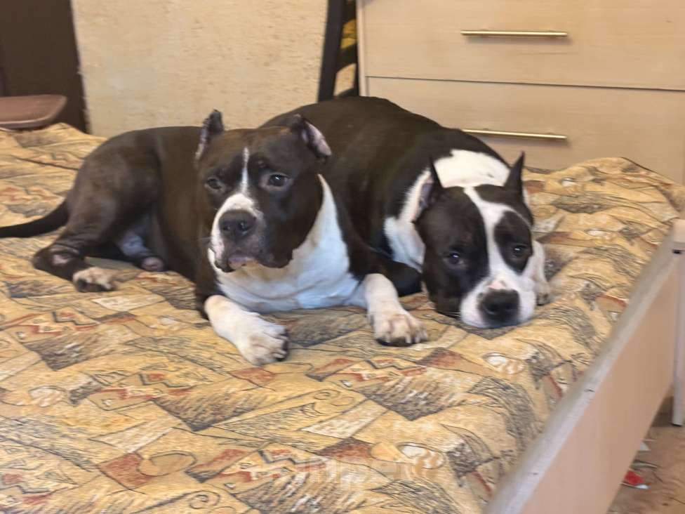 Собаки в Москве: Девочка АСТ Девочка, 25 000 руб. - фото 4