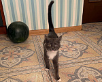 Кошки в Москве: Котенок Девочка, Бесплатно - фото 2