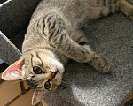 Кошки в Мытищах: Котята в добрые руки Мальчик, Бесплатно - фото 2