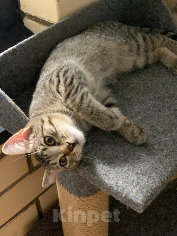 Кошки в Мытищах: Котята в добрые руки Мальчик, Бесплатно - фото 2