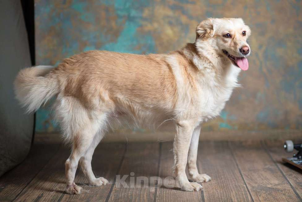 Собаки в Москве: Холли ищет дом Девочка, Бесплатно - фото 5