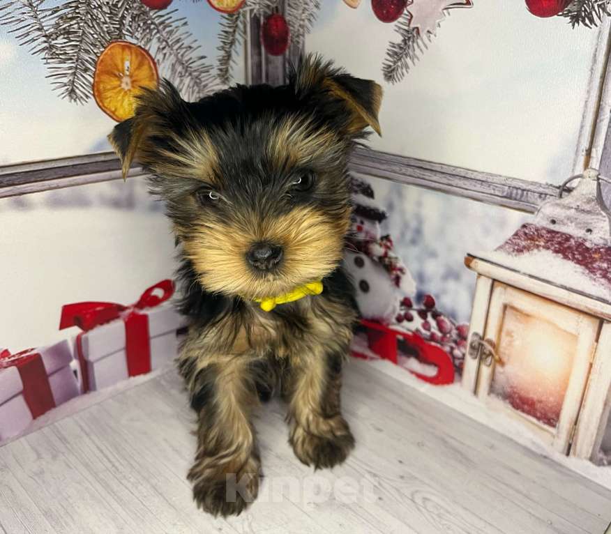 Собаки в других городах Московской области: Нарния Девочка, 40 000 руб. - фото 3