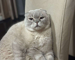 Кошки в Москве: Потерялся кот Фэнди Мальчик, Бесплатно - фото 1