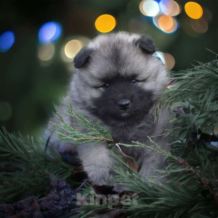 Собаки в Москве: Щенки кеесхонда (вольфшпица) Мальчик, 38 000 руб. - фото 4