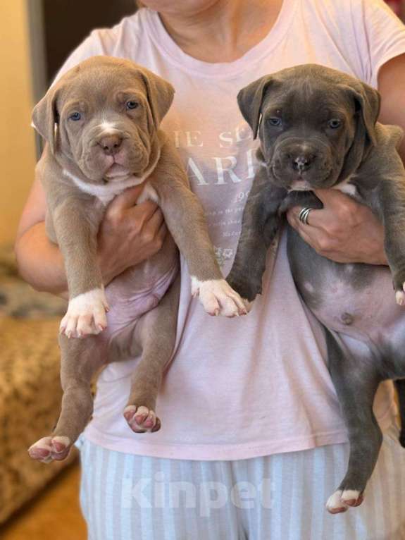 Собаки в Санкт-Петербурге: Американский булли XL  Мальчик, 350 000 руб. - фото 5