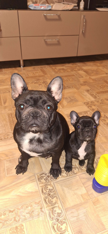 Собаки в Щелково: Щенки девочки Девочка, 40 000 руб. - фото 3