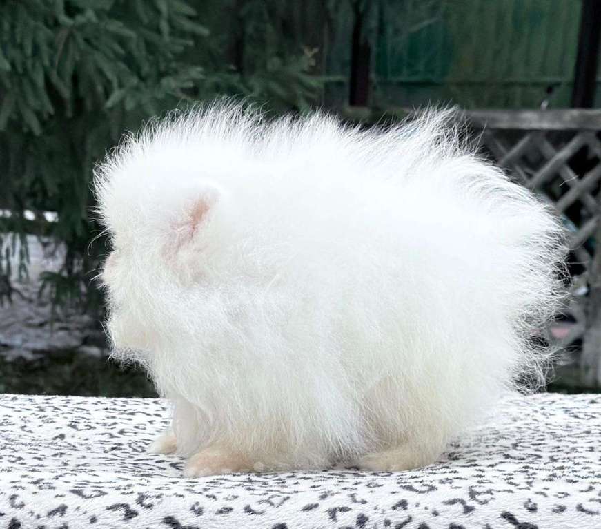 Собаки в Санкт-Петербурге: Супермини шпиц мальчик Мальчик, 20 000 руб. - фото 4