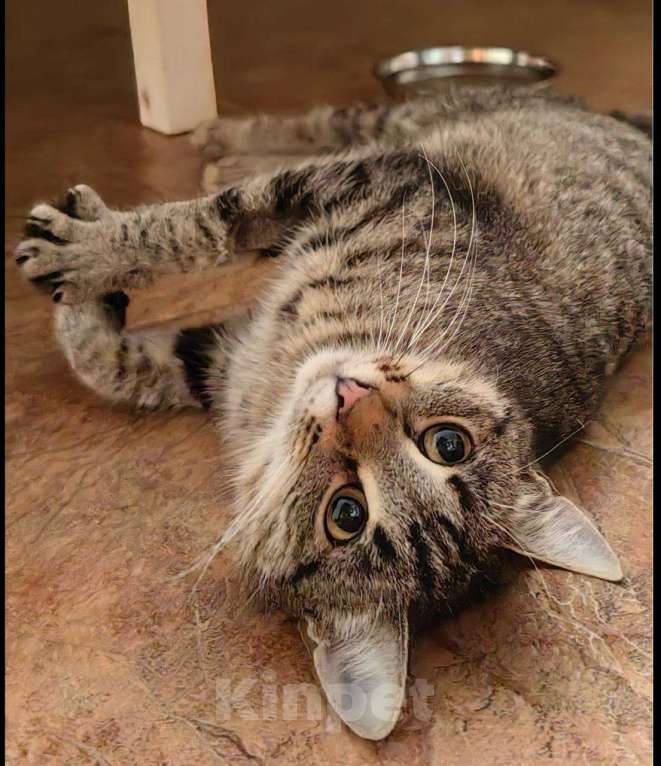 Кошки в Москве: Кошечка Пружинка в добрые руки.  Девочка, Бесплатно - фото 3