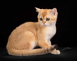 Кошки в Обнинске: Шотландский кот Мальчик, Бесплатно - фото 2