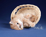 Кошки в Санкт-Петербурге: Британский длинношерстный котик Мальчик, Бесплатно - фото 4