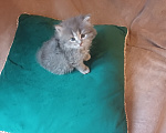 Кошки в Москве: Сибирские котята Мальчик, Бесплатно - фото 1