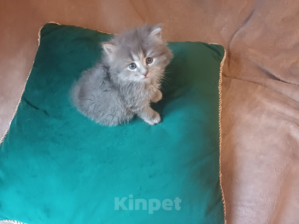 Кошки в Москве: Сибирские котята Мальчик, Бесплатно - фото 1