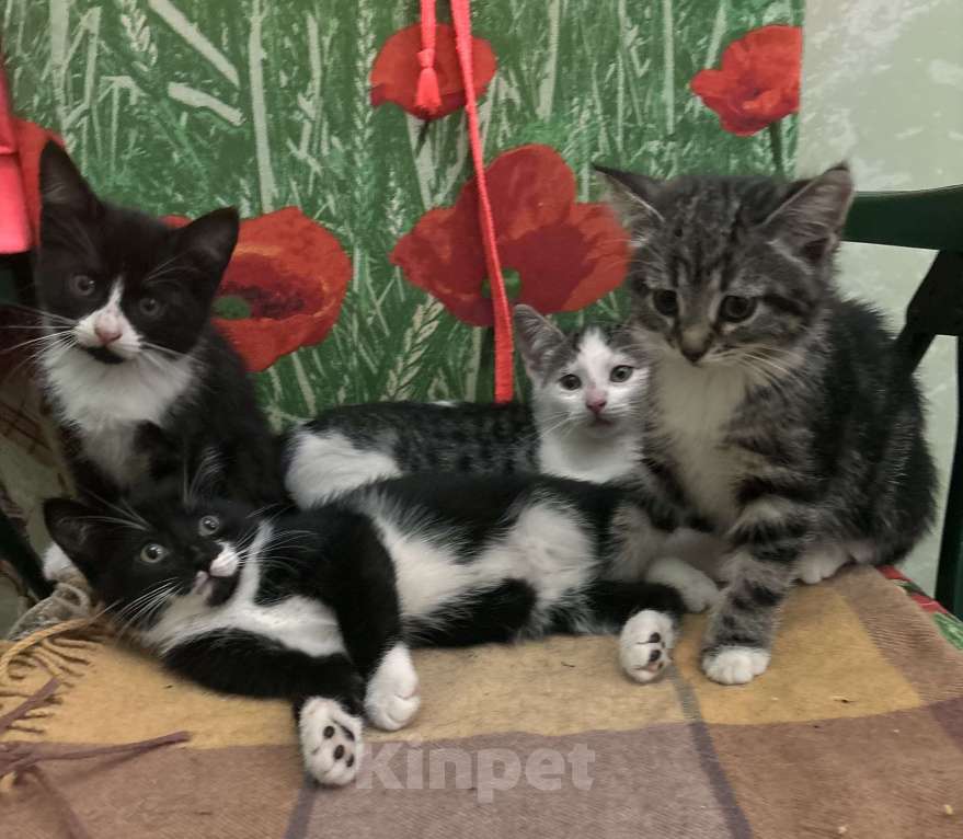 Кошки в других городах Московской области: Отдам в хорошие руки котика, окрас серо- белый! Добрый, ласковый, приученный к лотку! Мальчик, Бесплатно - фото 1