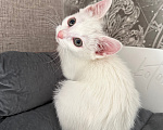 Кошки в Москве: Котенок девочка Девочка, Бесплатно - фото 4
