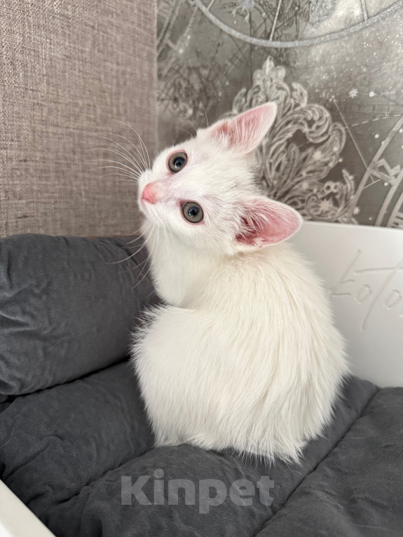 Кошки в Москве: Котенок девочка Девочка, Бесплатно - фото 4