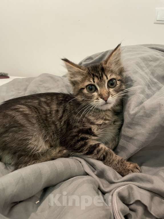 Кошки в Москве: Застенчивая малышка ищет дом Девочка, Бесплатно - фото 3