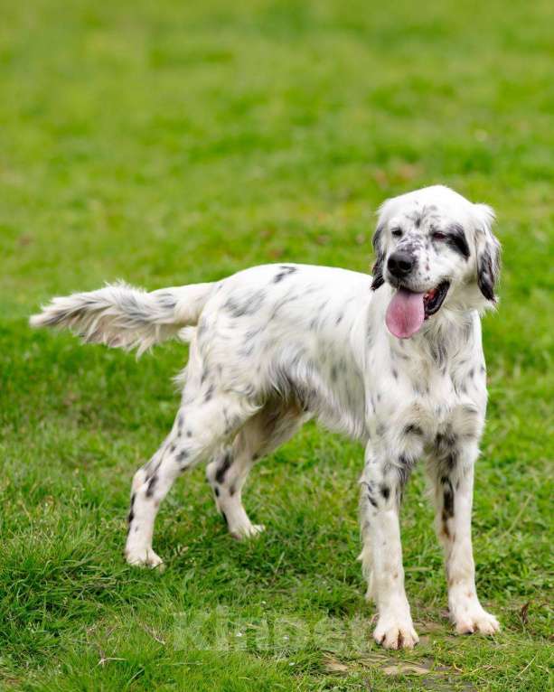 Собаки в Москве: Английский сеттер Каспер ищет дом. Мальчик, Бесплатно - фото 7