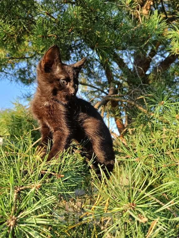 Кошки в других городах Ленинградской области: Чарльз бурый котенок Мальчик, Бесплатно - фото 3