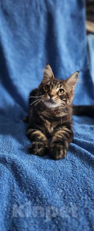 Кошки в Москве: Мальчики классические мейн-куны Мальчик, 30 000 руб. - фото 4