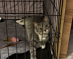 Кошки в Санкт-Петербурге: Кошка из приюта в добрые руки Девочка, Бесплатно - фото 8