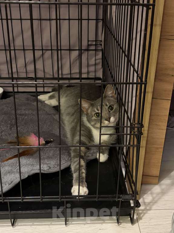 Кошки в Санкт-Петербурге: Кошка из приюта в добрые руки Девочка, Бесплатно - фото 8