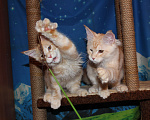 Кошки в Саратове: Кошечки мейн-кун Девочка, 12 000 руб. - фото 1