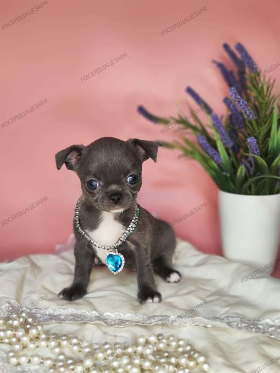 Собаки в Москве: Девочка редкого окраса Девочка, Бесплатно - фото 2