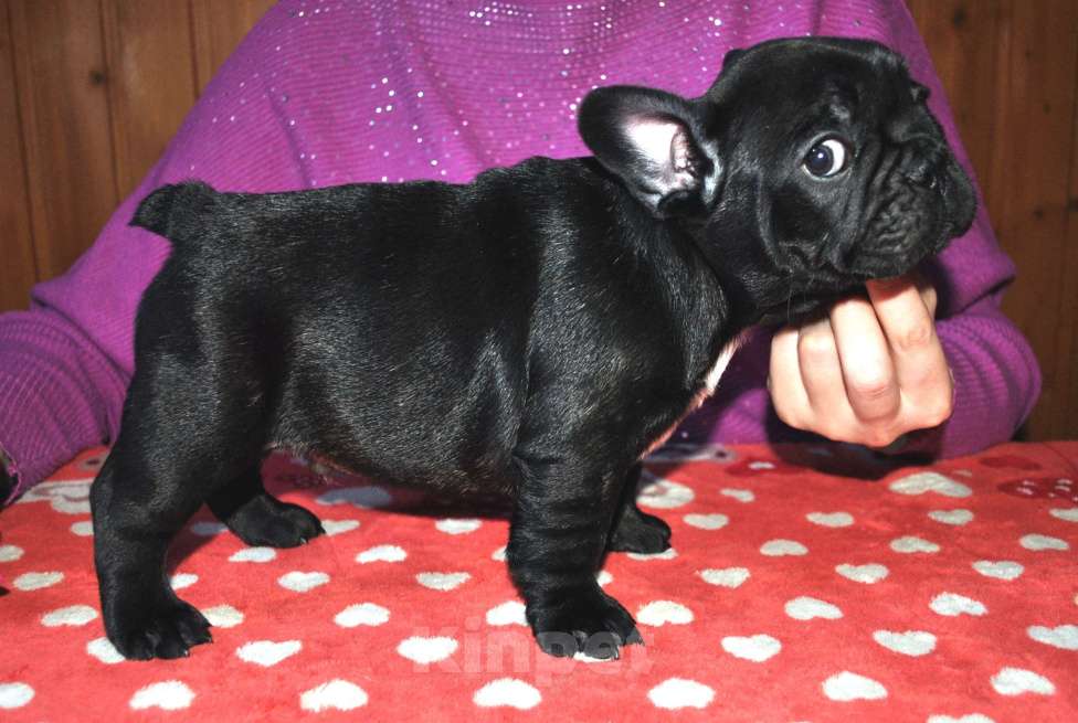 Собаки в Иваново: щенки РКФ, стандартные Мальчик, 65 000 руб. - фото 3