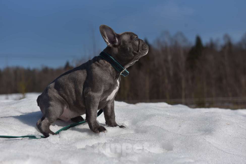 Собаки в Москве: Голубой тигр мальчик Мальчик, 50 000 руб. - фото 3