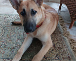 Собаки в Истре: Найдена  Девочка, Бесплатно - фото 4