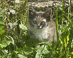 Кошки в Клинцах: Котенок девочка Девочка, Бесплатно - фото 6