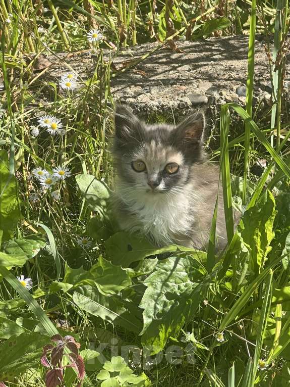 Кошки в Клинцах: Котенок девочка Девочка, Бесплатно - фото 6