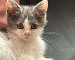 Кошки в Ступино: Отдам котенка в добрые руки Девочка, Бесплатно - фото 2