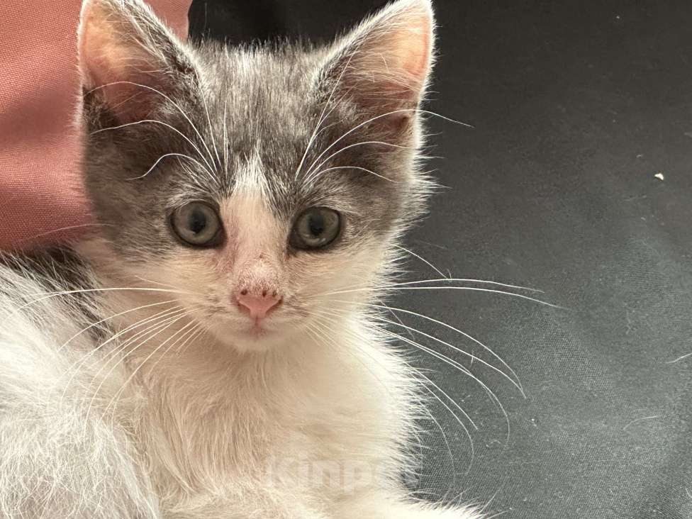 Кошки в Ступино: Отдам котенка в добрые руки Девочка, Бесплатно - фото 2