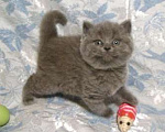 Кошки в Москве: Чудесная британская девочка голубого окраса Девочка, 31 000 руб. - фото 1