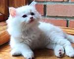 Кошки в Москве: Котёнок девочка породы Рэгдолл - Amour Девочка, 60 000 руб. - фото 1