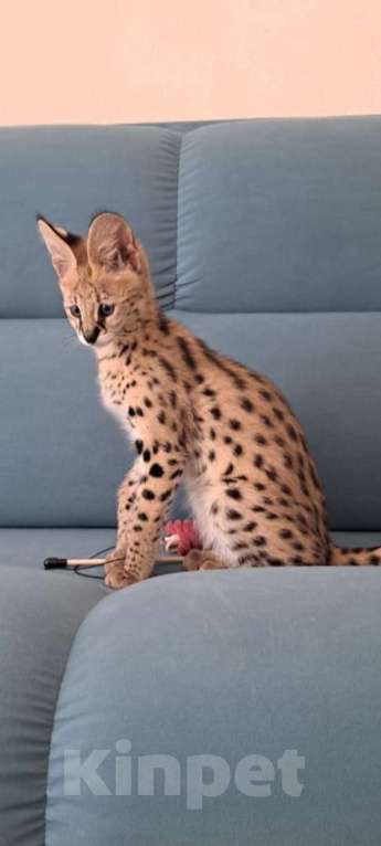 Кошки в Санкт-Петербурге: Элитная кошка Девочка, 300 000 руб. - фото 3