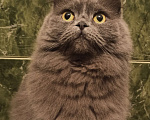 Кошки в Саратове: кошка хайленд фолд в добрые руки Девочка, Бесплатно - фото 4