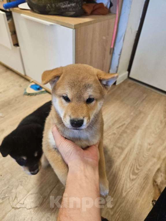 Собаки в других городах Московской области: В продаже щенки сиба ину Мальчик, 25 000 руб. - фото 4