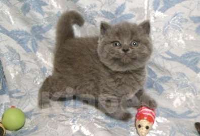 Кошки в Москве: Чудесная британская девочка голубого окраса Девочка, 31 000 руб. - фото 1