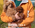 Собаки в других городах Липецкой области: Очаровательный Винни Пух Мальчик, 100 000 руб. - фото 3