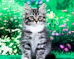 Кошки в Москве: Кошечка Жихарка Девочка, 50 000 руб. - фото 1