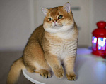 Кошки в Москве: Британский котенок.Красивый мальчик Мальчик, 50 000 руб. - фото 3