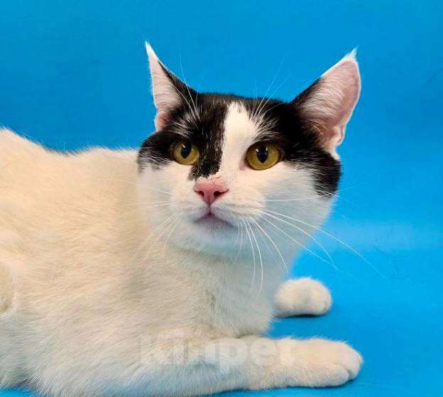 Кошки в Москве: кот Пуля ищет дом Мальчик, Бесплатно - фото 1