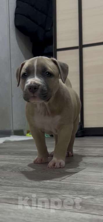 Собаки в Курске: Щенки АСТ Девочка, 40 руб. - фото 6