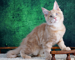 Кошки в Мур: Разноглазый мальчик Мальчик, 100 000 руб. - фото 3
