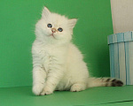 Кошки в Долгопрудном: Котенок сибирский  Мальчик, 35 000 руб. - фото 5